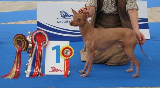 CH. Dingoh De korrantoh