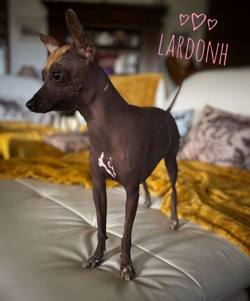 Sakirah-lardonh De korrantoh