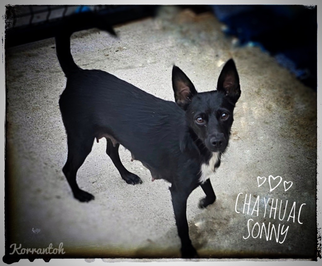 chayhuac Sonny