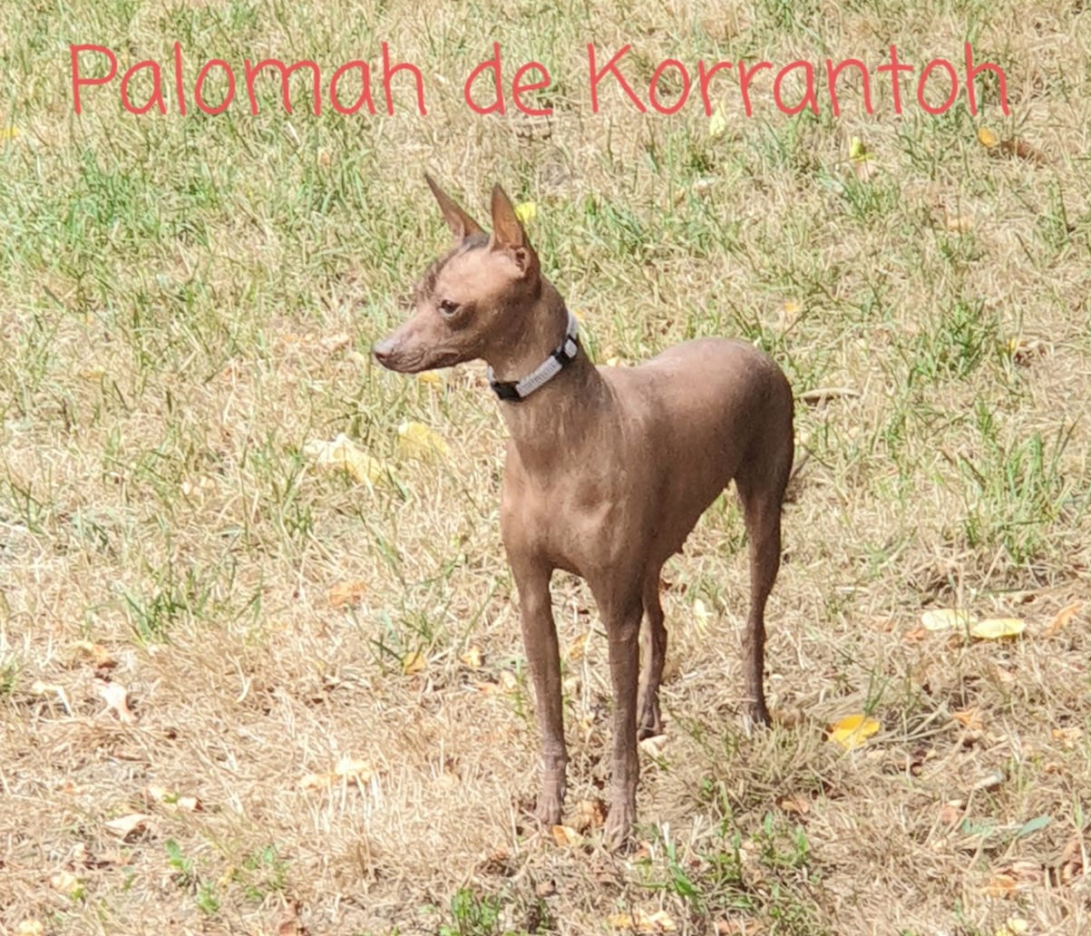 CH. Palomah De korrantoh