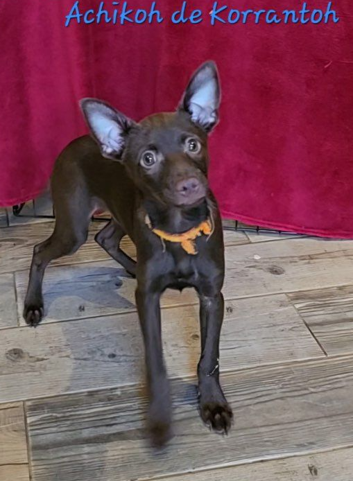 ACHIKOH DE KORRANTOH