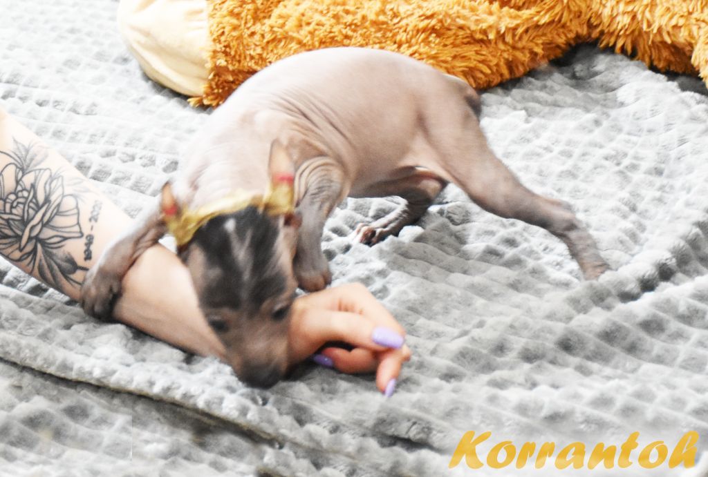 De korrantoh - Chien nu du Perou - Portée née le 01/04/2022