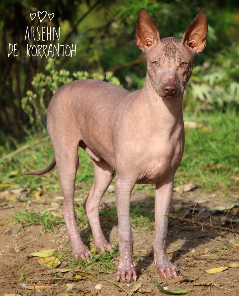 De korrantoh - Chiots disponibles - Chien nu du Perou