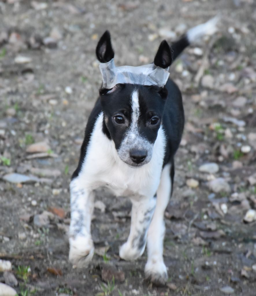 De korrantoh - Chien nu du Perou - Portée née le 15/09/2021