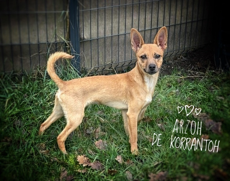 De korrantoh - Chiots disponibles - Chien nu du Perou
