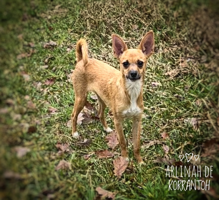 De korrantoh - Chiots disponibles - Chien nu du Perou