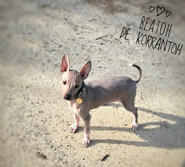 De korrantoh - Chiots disponibles - Chien nu du Perou