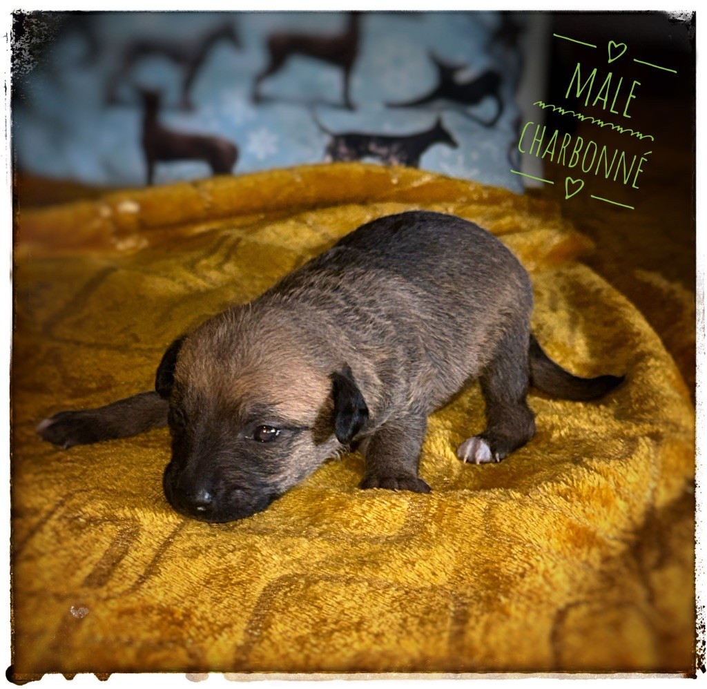 De korrantoh - Chiots disponibles - Chien nu du Perou