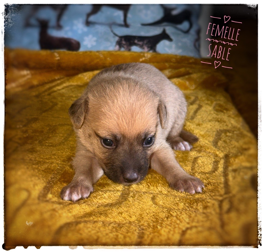 De korrantoh - Chiots disponibles - Chien nu du Perou