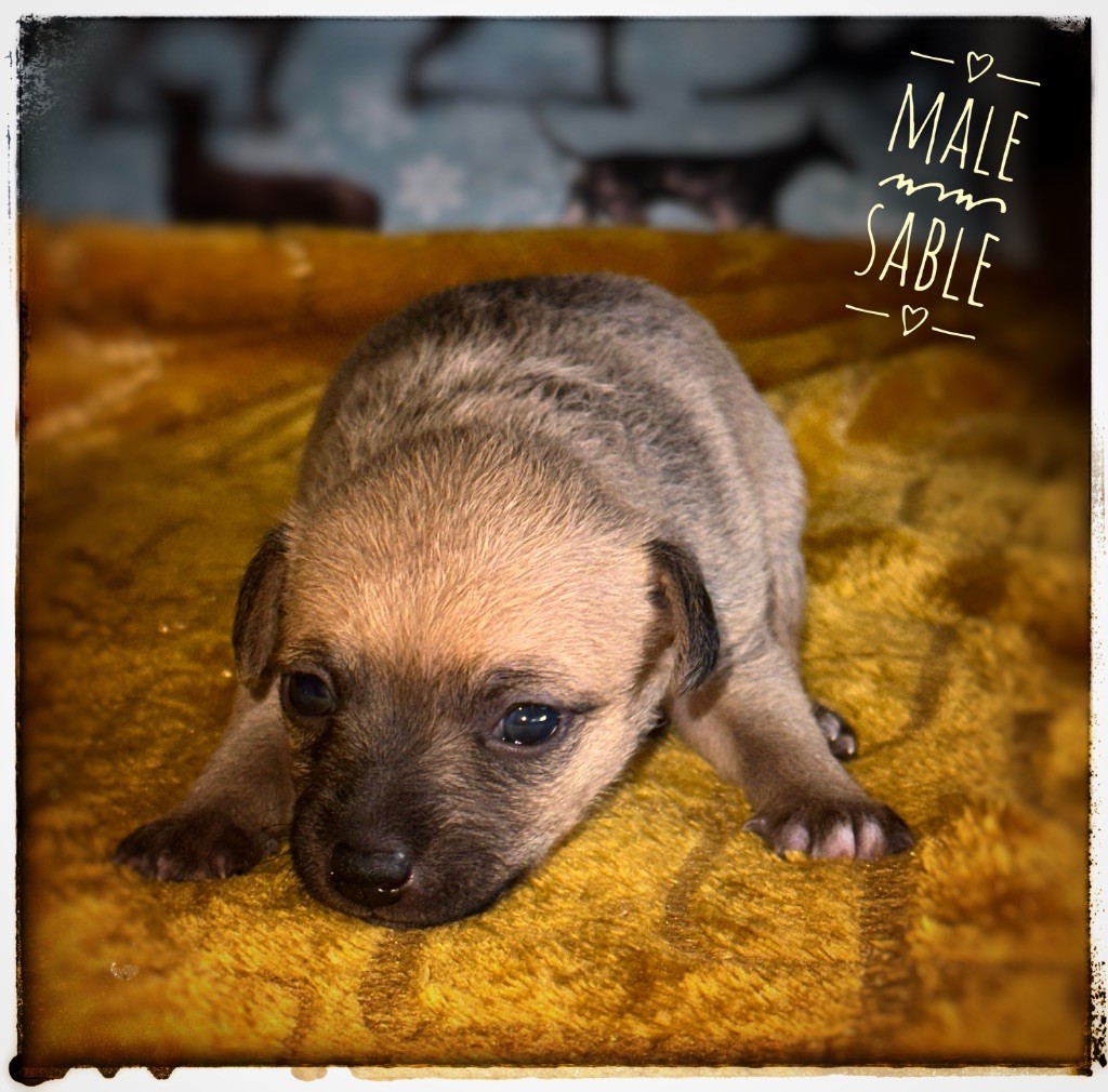 De korrantoh - Chiots disponibles - Chien nu du Perou