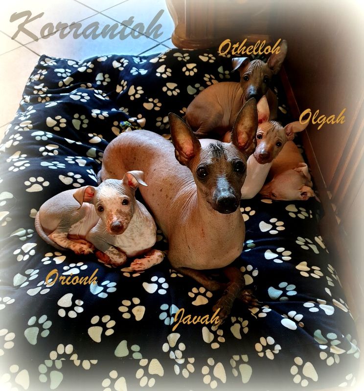 Chiot Chien nu du Perou De korrantoh