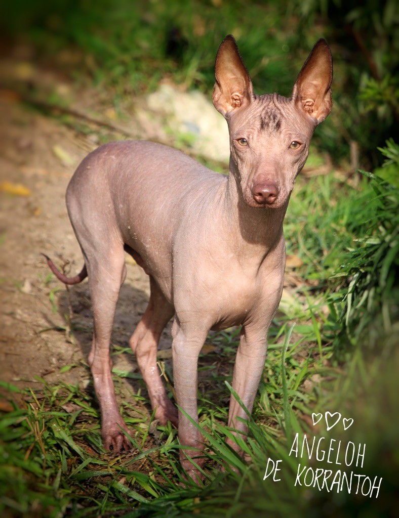 De korrantoh - Chien nu du Perou - Portée née le 20/06/2025