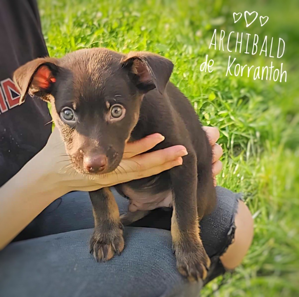 De korrantoh - Chiots disponibles - Chien nu du Perou