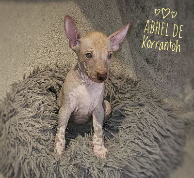 ABHEL DE KORRANTOH