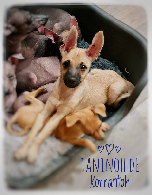 TANINOH DE KORRANTOH