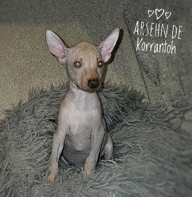 ARSEHN DE KORRANTOH