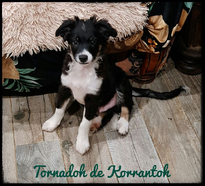 TORNADOH DE KORRANTOH