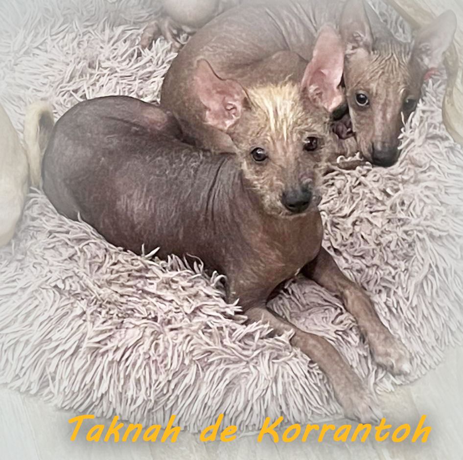 De korrantoh - Chien nu du Perou - Portée née le 02/04/2022