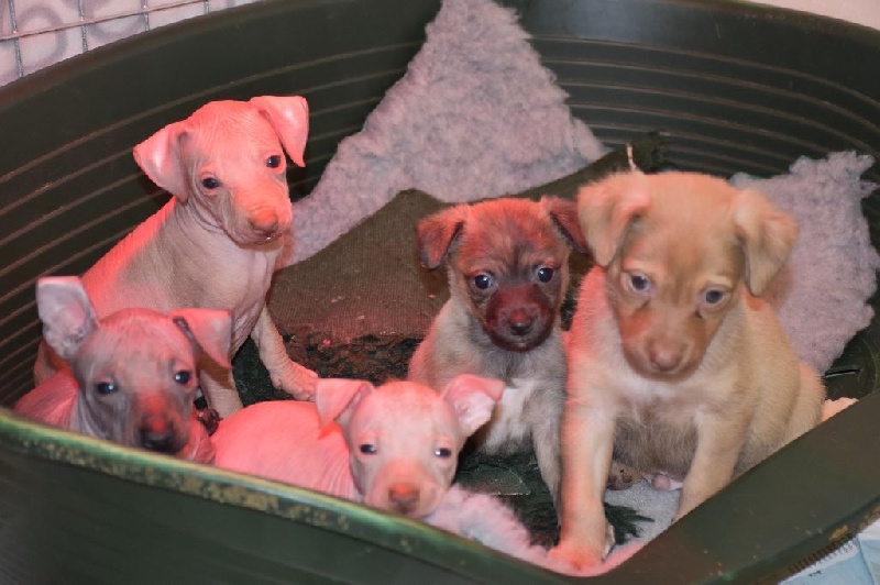 Chiot Chien nu du Perou De korrantoh