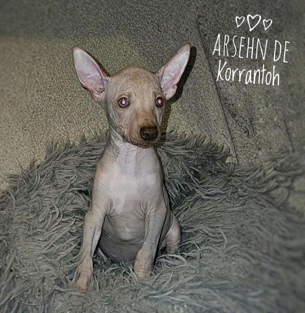 De korrantoh - Chiots disponibles - Chien nu du Perou
