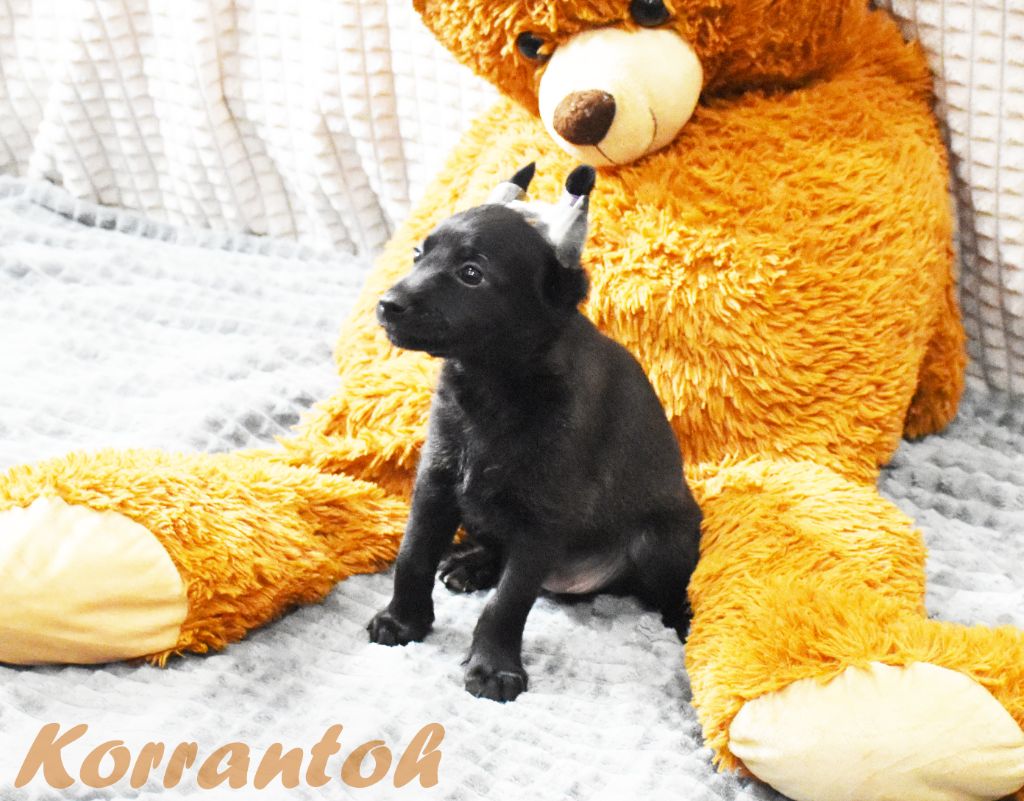 De korrantoh - Chien nu du Perou - Portée née le 01/04/2022