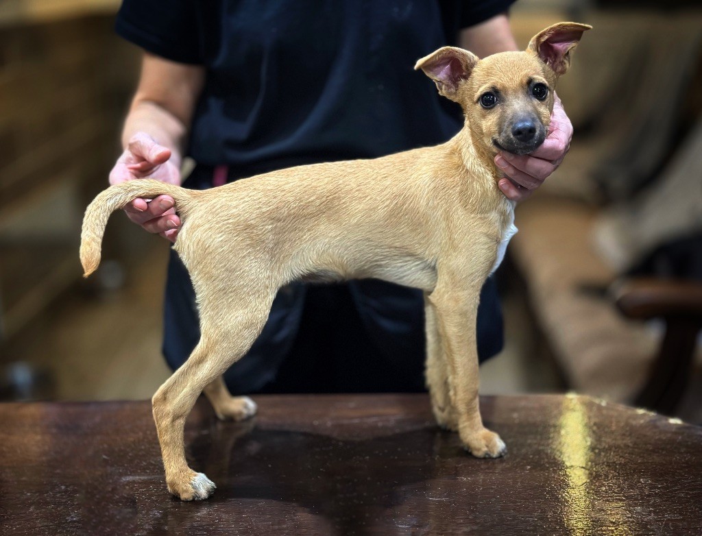 De korrantoh - Chiots disponibles - Chien nu du Perou