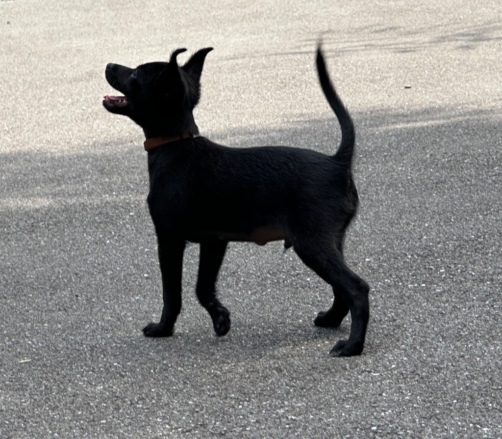 De korrantoh - Chiots disponibles - Chien nu du Perou