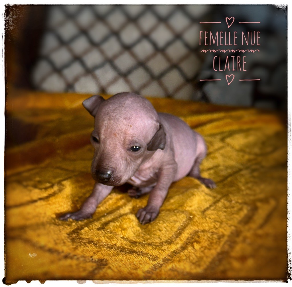 De korrantoh - Chiots disponibles - Chien nu du Perou
