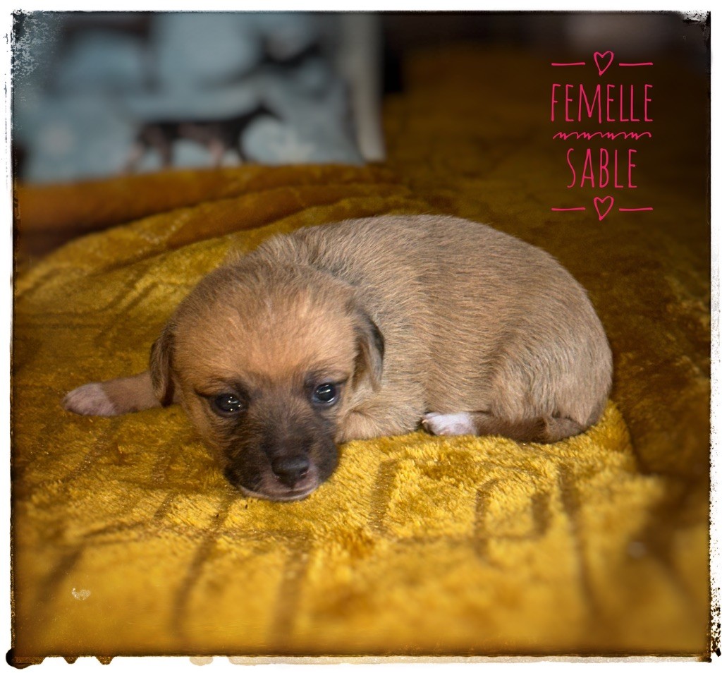 De korrantoh - Chiots disponibles - Chien nu du Perou