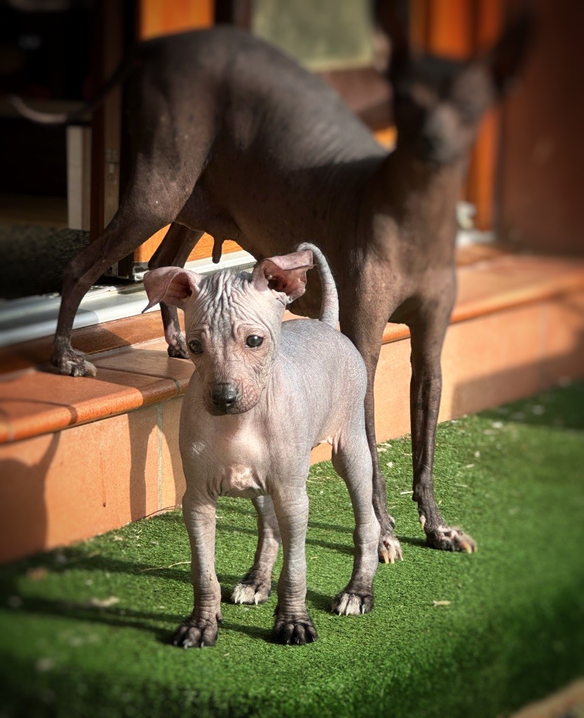 De korrantoh - Chien nu du Perou - Portée née le 04/04/2025