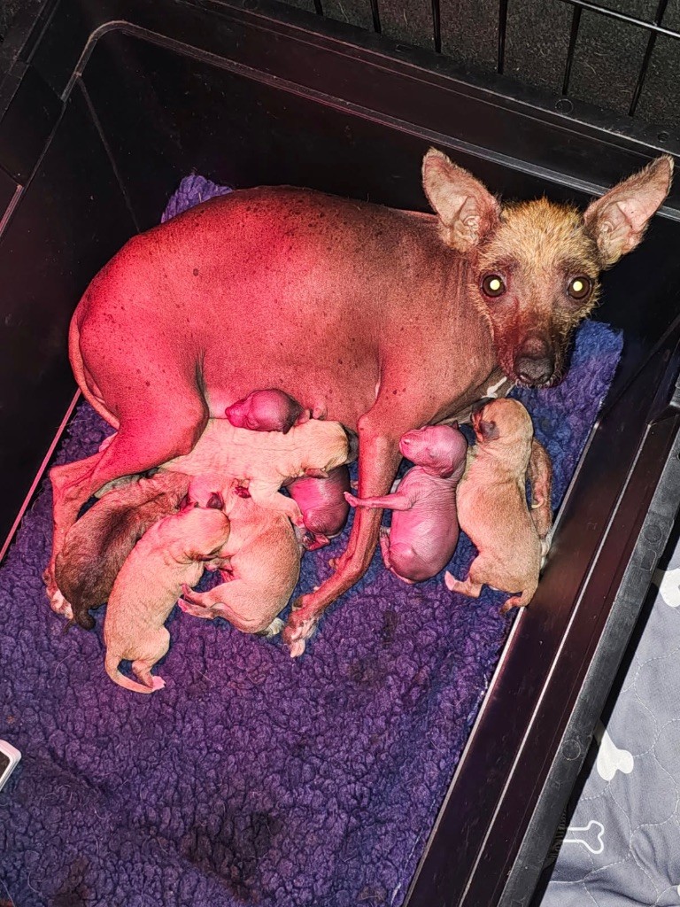 Chiot Chien nu du Perou De korrantoh