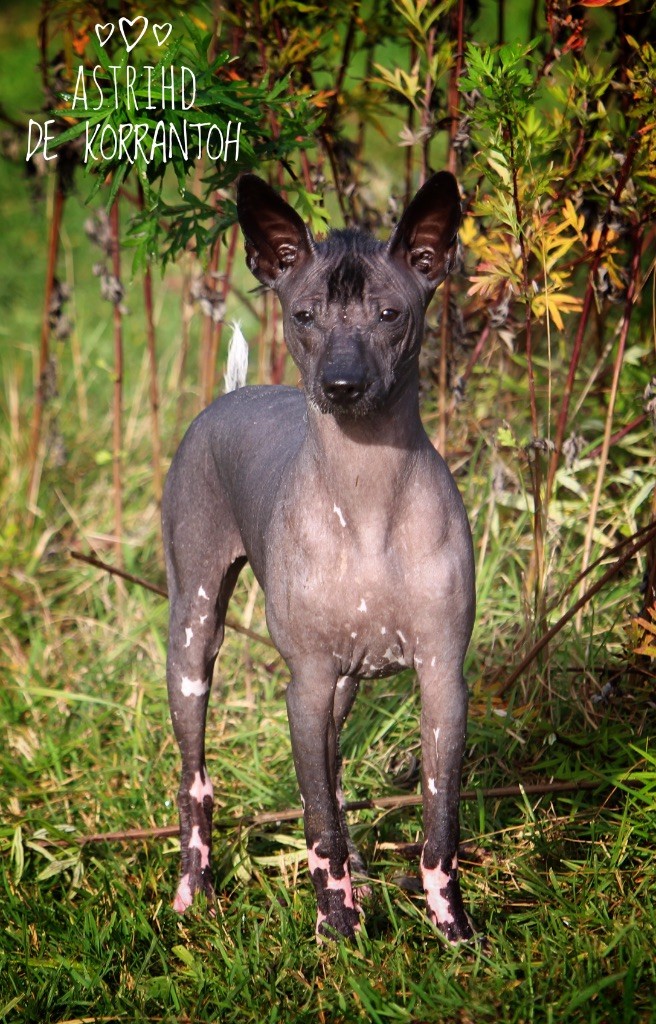 De korrantoh - Chiots disponibles - Chien nu du Perou