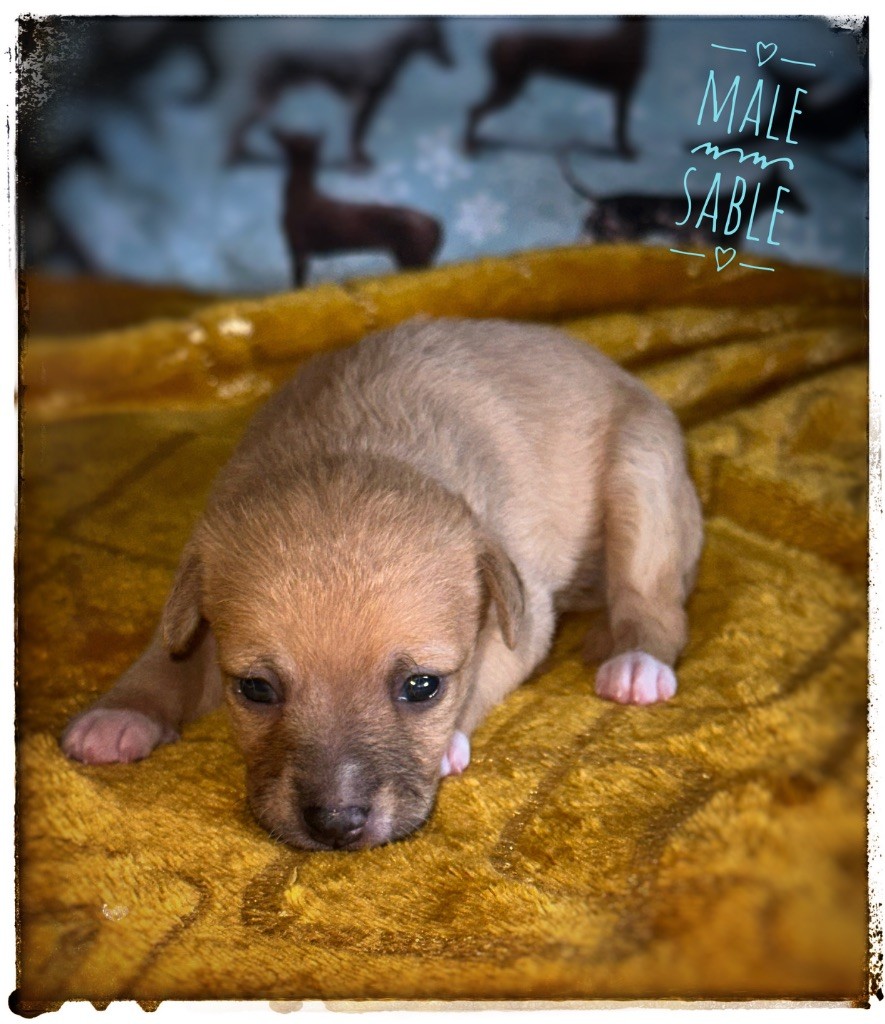 De korrantoh - Chiots disponibles - Chien nu du Perou