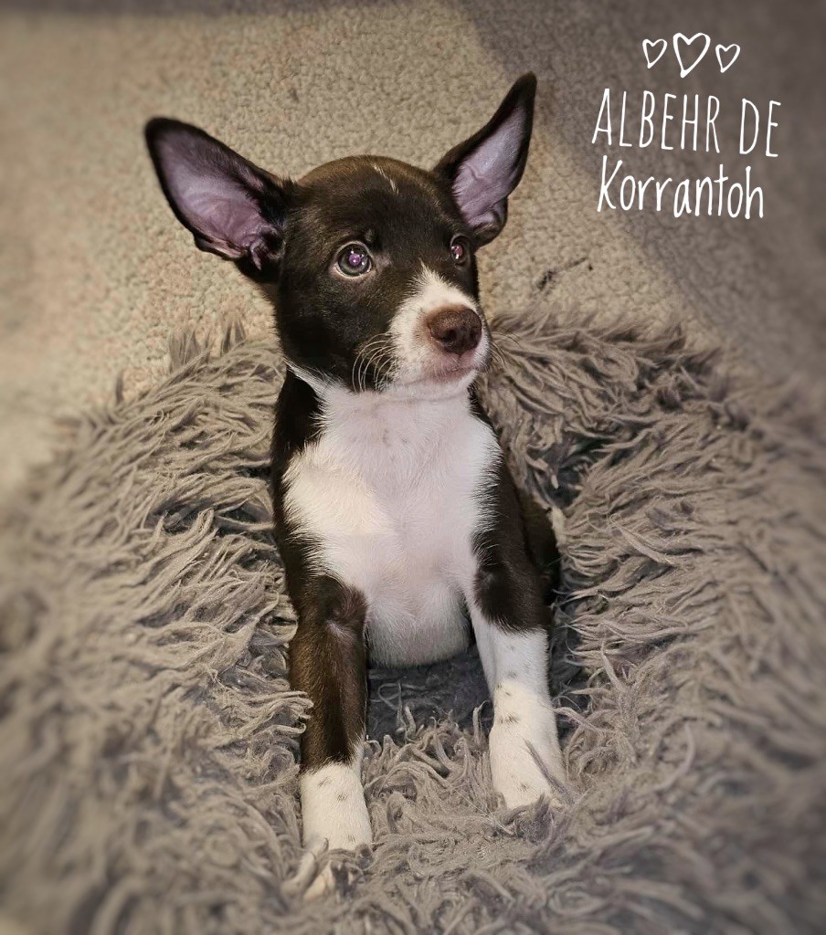 De korrantoh - Chiots disponibles - Chien nu du Perou